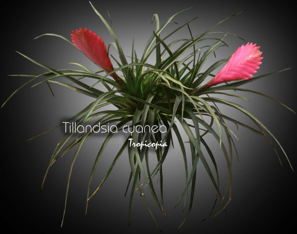 Bromeliad - Tillandsia cyanea - Pink quill